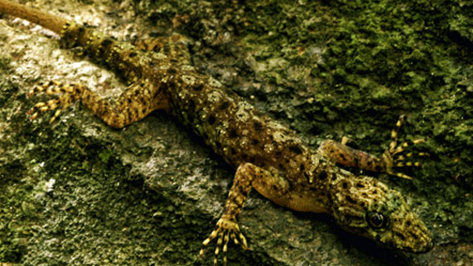 Gecko (Cnemaspis neangthyi) © LLG