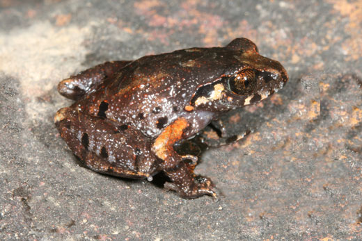 Musical frog (Leptolalax-melicus) © NT